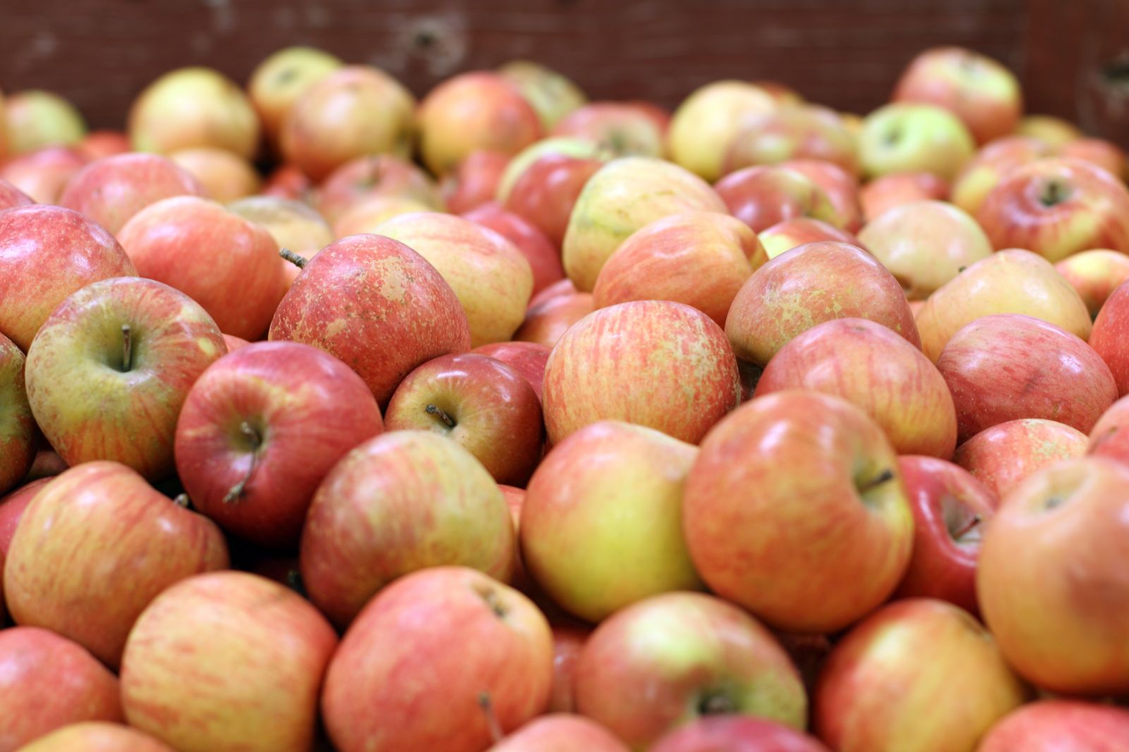 Washington Grown Apples